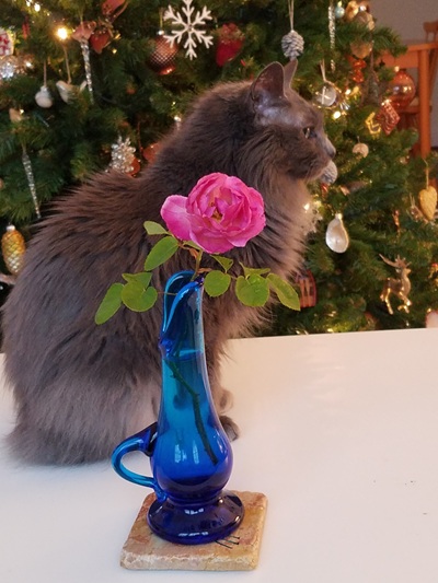 Rose the Cat